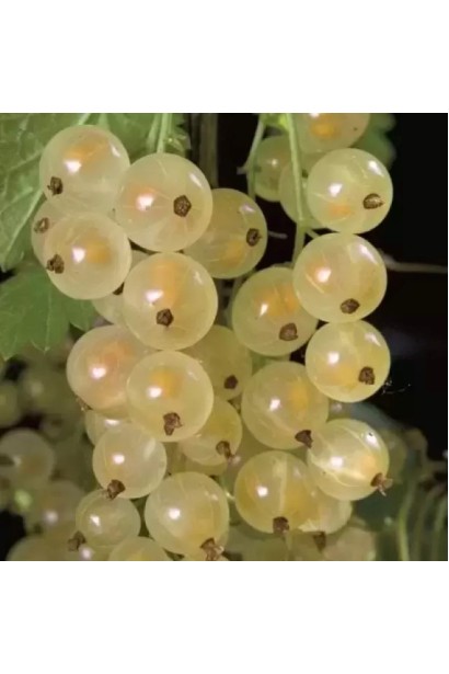 Плоды смородины Пандора